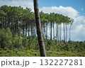 Beautiful landscape of Landes forest with pine trees, ferns and heather Moliets 132227281