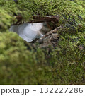 Exploring the moss-covered tree at Lake de Leon in Landes region of France 132227286