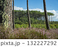 Beautiful landscape of Landes forest with pine trees, ferns and heather Moliets 132227292