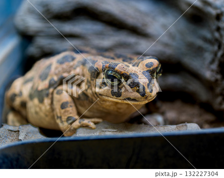 エジプトミドリヒキガエルのアップ 132227304