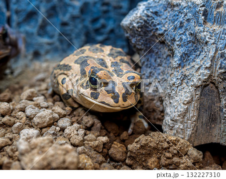 エジプトミドリヒキガエルのアップ 132227310