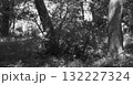 Bird, palombe taking flight in forest near Lac de Leon 132227324