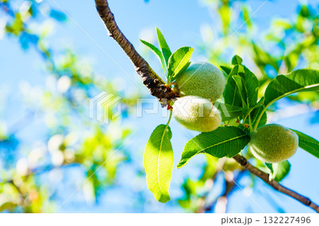 Olives on olive tree. Season nature 132227496