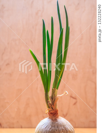 Onion bulb with chives fresh green sprout Onion bulb with chives fresh green sprout 132228240
