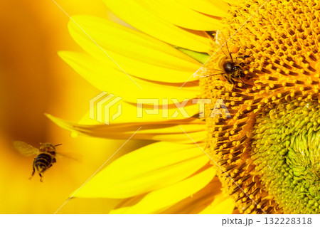 Honey bee collecting pollen at yellow flower. close up 132228318