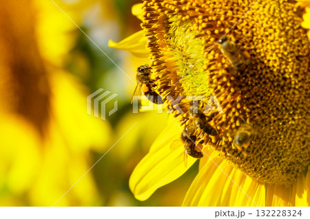 Honey bee collecting pollen at yellow flower. close up 132228324