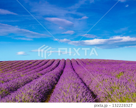 Lavender fields in Provence France 132228327
