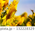 Honey bee collecting pollen at yellow flower. 132228329