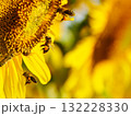 Honey bee collecting pollen at yellow flower. close up 132228330