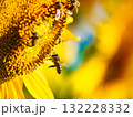 Honey bee collecting pollen at yellow flower. close up 132228332