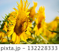 Honey bee collecting pollen at yellow flower. close up 132228333