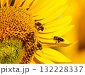Honey bee collecting pollen at yellow flower. close up 132228337