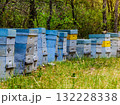 Bee hives in green forest. Beekeeping. 132228338
