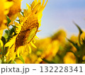 Honey bee collecting pollen at yellow flower. 132228341