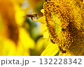 Honey bee collecting pollen at yellow flower. close up 132228342