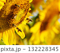Honey bee collecting pollen at yellow flower. close up 132228345