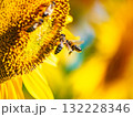 Honey bee collecting pollen at yellow flower. close up 132228346
