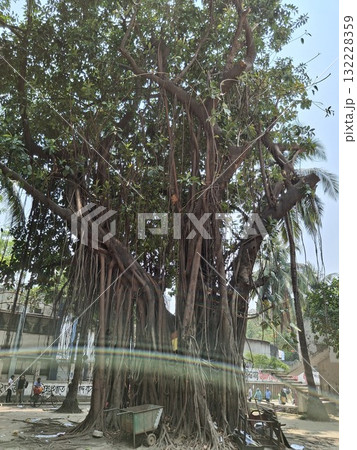 Majestic banyan tree with hanging aerial roots 132228359