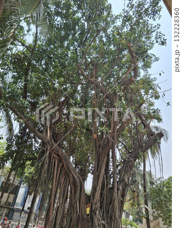 Majestic banyan tree with hanging aerial roots 132228360