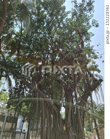Green tree branches against a cloudy sky Green tree branches against a cloudy sky 132228362