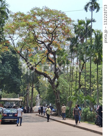 A wide path lined with trees and people enjoying a sunny day in a park or botanical garden 132228713