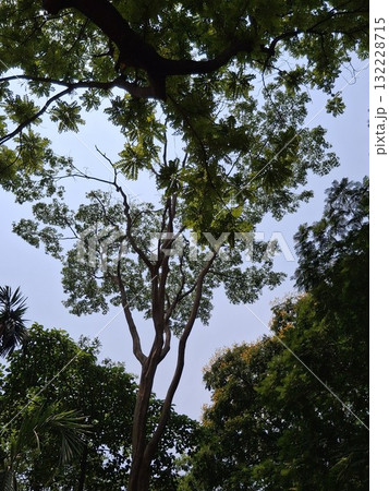 Looking up through dense green tree canopy towards a cloudy sky 132228715