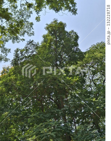 A dense canopy of vibrant green leaves from tall trees, reaching towards a clear, bright blue sky on a sunny day 132228718