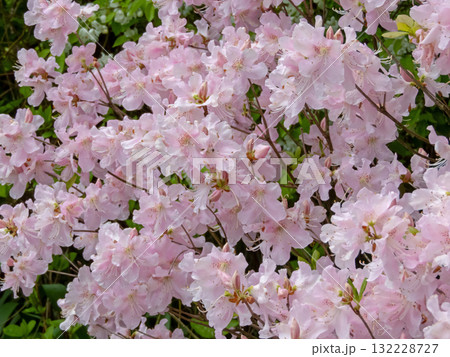Pale pink blossoms of rhododendron schlippenbachii or royal azalea 132228727