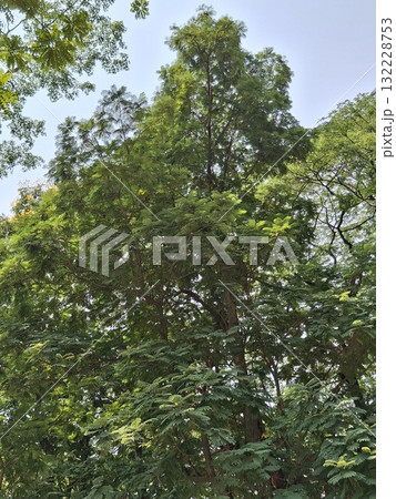 A dense, vibrant green canopy of mature trees fills the frame, with sunlight filtering through the leaves and a clear sky 132228753