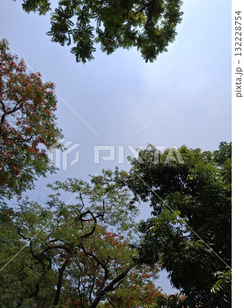 Looking up through lush green tree canopies at a clear blue sky 132228754