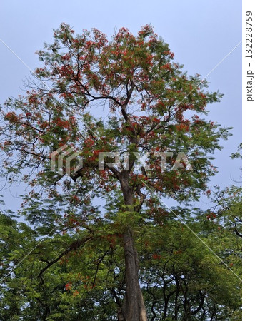 A tall tree with red and green leaves against a cloudy sky 132228759