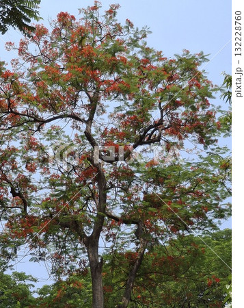 Vibrant flame tree blossoms against a cloudy sky 132228760