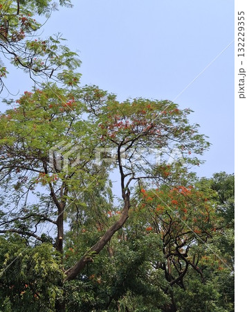 Lush green trees with red flowers against a clear blue sky- 132229355