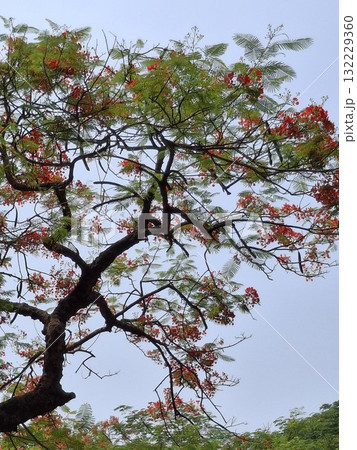 Vibrant red flowers adorn a large tree against a soft blue sky 132229360