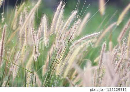 Close up image of fluffy grass flowers in natural meadow with sunlight in the morning 132229512
