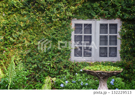 Natural style architecture with white windows on green walls with climbing plants decorated with classic potted plants. Natural style architecture with white windows on green walls with climbing plants decorated with classic potted plants. 132229513