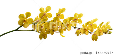 Bouquet of yellow orchids with purple dots isolated on white background Bouquet of yellow orchids with purple dots isolated on white background 132229517