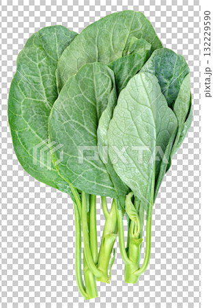 Fresh green Chinese broccoli (Gai Lan) stalks with vibrant, textured leaves, arranged vertically. Healthy, organic Asian vegetable, perfect for cooking and diet concepts. Fresh green Chinese broccoli (Gai Lan) stalks with vibrant, textured leaves, arranged vertically. Healthy, organic Asian vegetable, perfect for cooking and diet concepts. 132229590