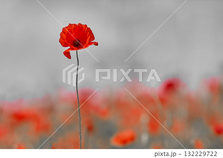 Remembrance day poppy. Red poppies in a poppies field with desaturated background 132229722