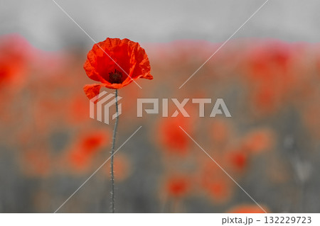 Remembrance day poppy. Red poppies in a poppies field with desaturated background Remembrance day poppy. Red poppies in a poppies field with desaturated background 132229723