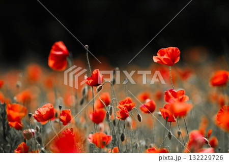 Red poppies in a poppies field. Remembrance or armistice day. Red poppies in a poppies field. Remembrance or armistice day. 132229726