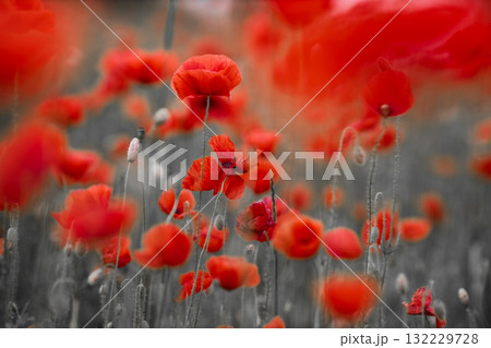 Red poppies in a poppies field. Remembrance or armistice day. Red poppies in a poppies field. Remembrance or armistice day. 132229728