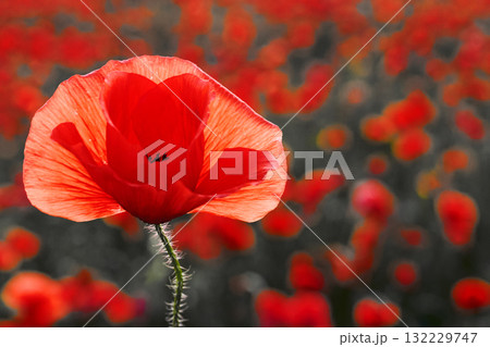 Remembrance day poppy. Red poppies in a poppies field with desaturated background 132229747