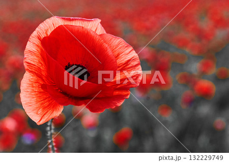 Remembrance day poppy. Red poppies in a poppies field with desaturated background 132229749