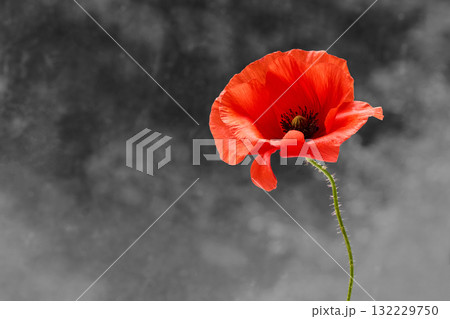 Remembrance day poppy. Red poppies in a poppies field with desaturated background 132229750