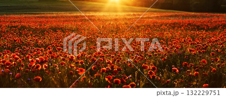 Red poppies in a poppies field. Remembrance or armistice day. Red poppies in a poppies field. Remembrance or armistice day. 132229751