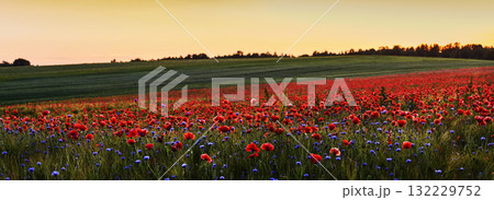 Red poppies in a poppies field. Remembrance or armistice day. 132229752