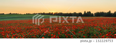 Red poppies in a poppies field. Remembrance or armistice day. Red poppies in a poppies field. Remembrance or armistice day. 132229753