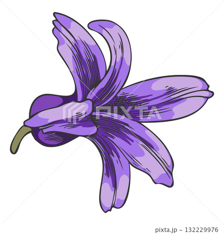 Hyacinth flower sketch, vector hand drawn spring purple bell-shaped bud blossom plant, blooming herb, botanical design 132229976
