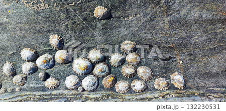 A close-up of limpets and barnacles on a rocky seashore, showcasing marine biodiversity. Concept of natural texture and ocean coastal life for a banner. Text used. A close-up of limpets and barnacles on a rocky seashore, showcasing marine biodiversity. Concept of natural texture and ocean coastal life for a banner. Text used. 132230531